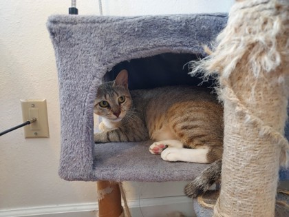 Alani (in Foster)
