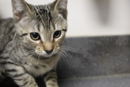 Hanoi (PetSmart Claiborne)