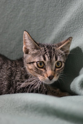 Artemis
