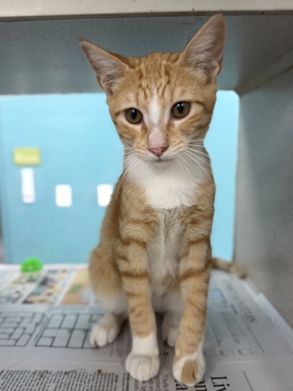 Marbles (PetSmart S Claiborne)