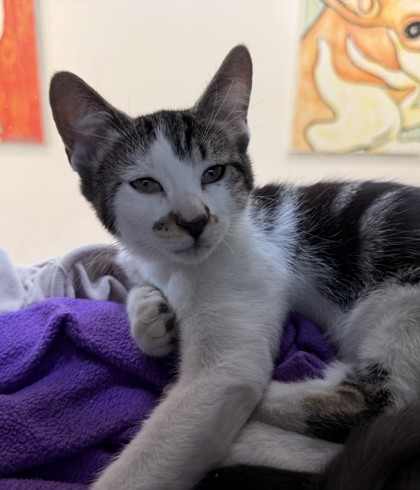 Nigiri (PetSmart S Claiborne)