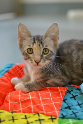 Cinnamon (Caliborne PetSmart)