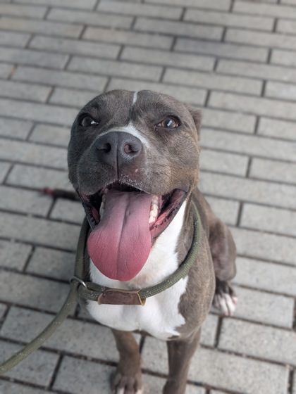 Mona (Underdog)