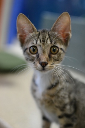 Paprika (Caliborne PetSmart)