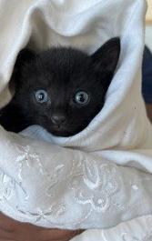 Bat Girl