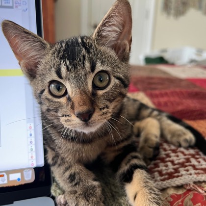 Saturn (Petsmart Manhattan)