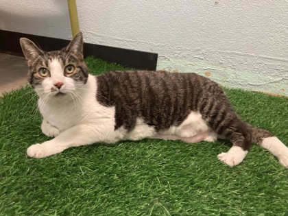 Trixie (PetSmart Manhattan)