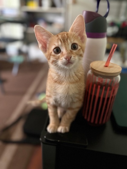 Thyme (Caliborne PetSmart)