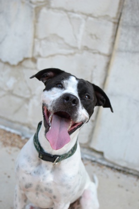 Roux (Underdog)