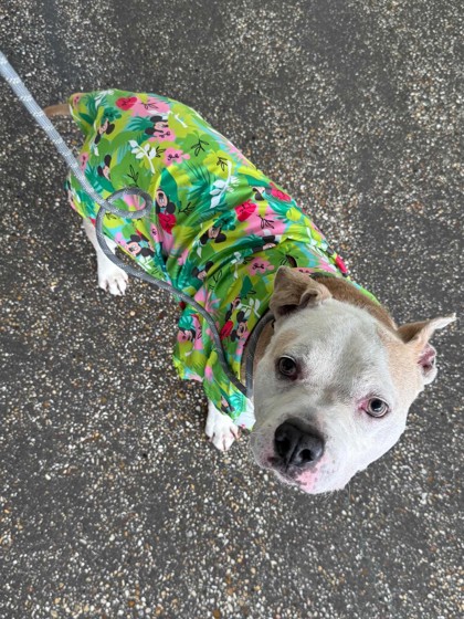 Benji (in Foster)