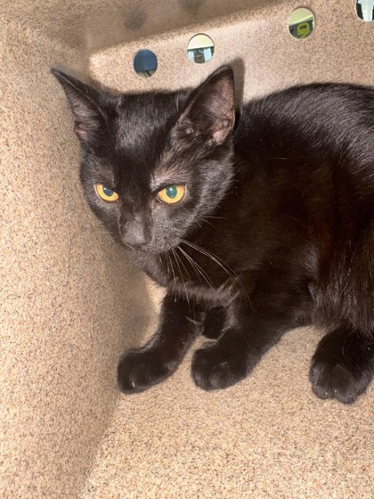 Moogle (in Foster)
