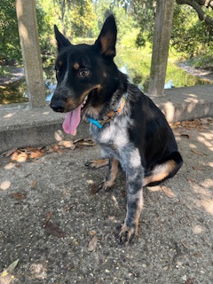 Wattle (in Foster)