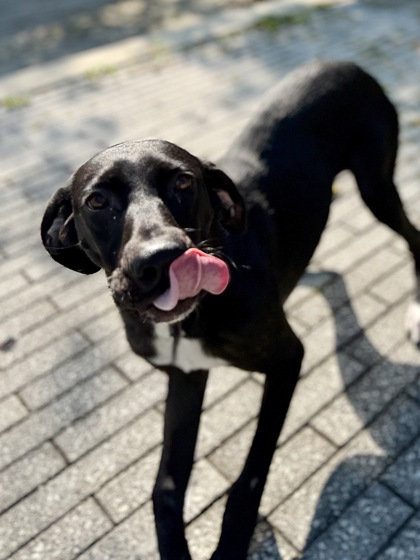 Shelby Lynn (Underdog)