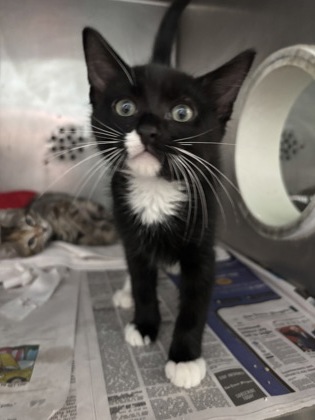 History (PetSmart Claiborne)