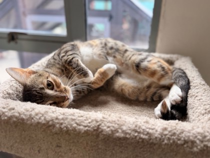 Rosie (Undercat)