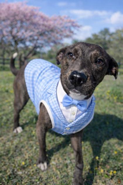 Clark Kent (Underdog)