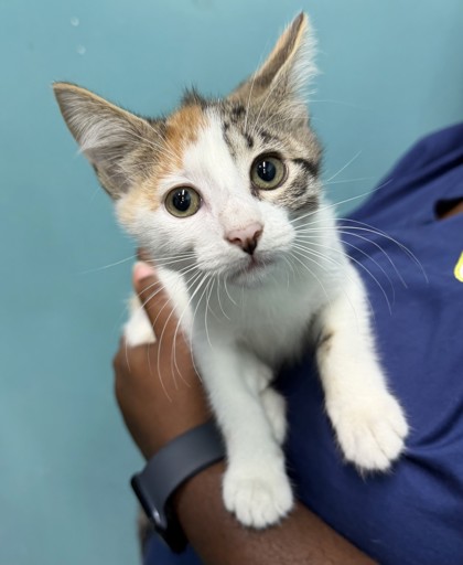Duchess (PetSmart Claiborne)