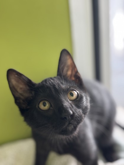 Bingo (PetSmart Claiborne)