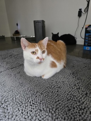 O.J. the Juice Man (Unfurr-getables NOLA Cat)