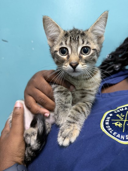 Lady (PetSmart Claiborne)