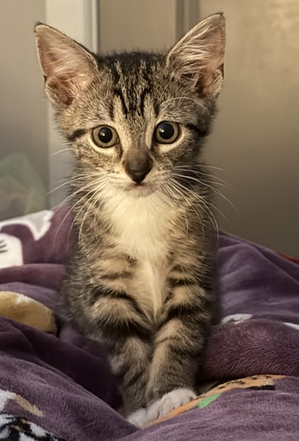 Keiki (PetSmart S Claiborne)