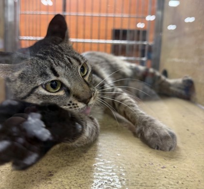 Willow (PetSmart S Claiborne)