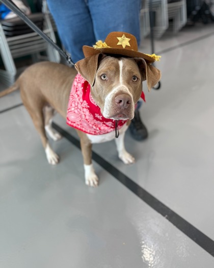 Virginia (Underdog in Foster)