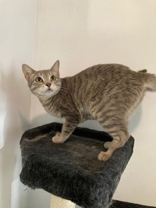 Tortilla