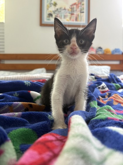Charmayne (PetSmart Claiborne)