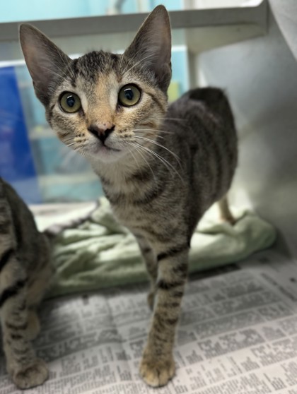 Shreako (PetSmart S Claiborne)