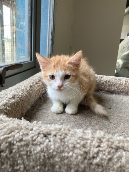 Mazda (PetSmart Manhattan)