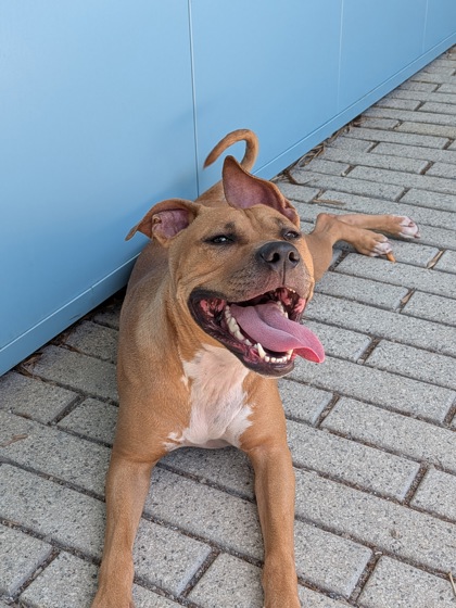 Shelda (In Foster)