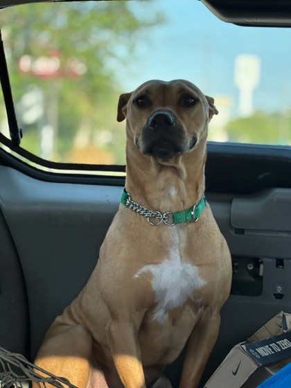 Sparky (Underdog in Foster)
