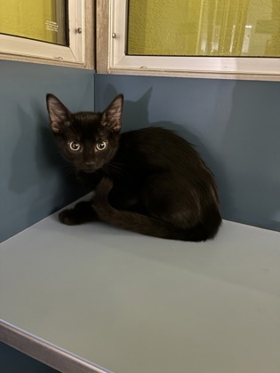 Helen of Troy (Petsmart Claiborne)