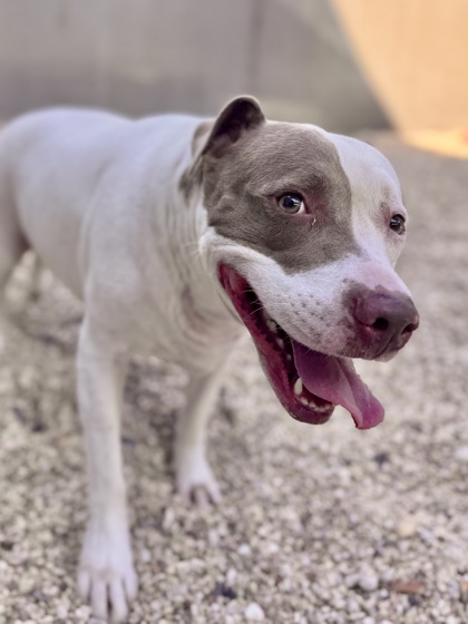 Libby (Underdog)