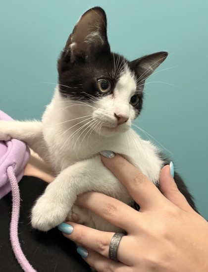 Sashimi (PetSmart S Claiborne)