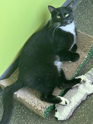 Otis