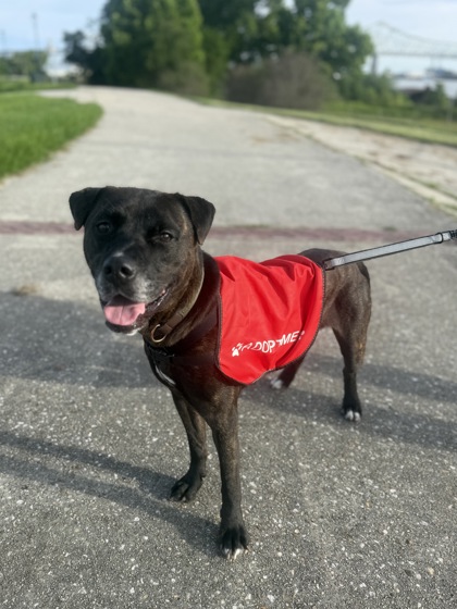 Dexter (Underdog)