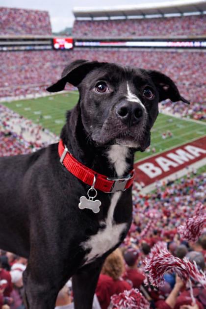 Bama