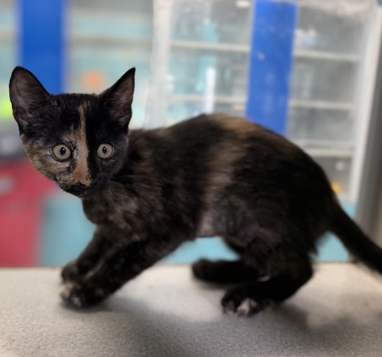 Jocatsa (PetSmart S Claiborne)