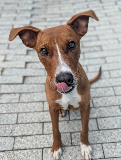 Comet (In Training)