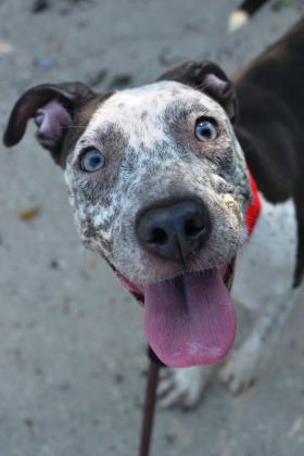 Freckles(Renamed Reina)