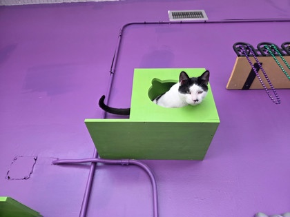 Mikey (Formerly Malaysia NOLA Cat Lounge)