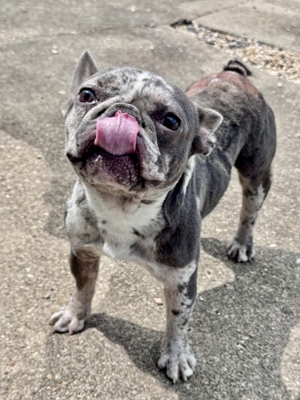 Winston