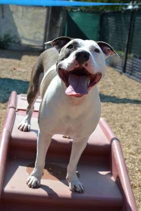 Arya (Underdog)