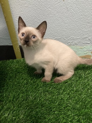 Vogue (PetSmart Manhattan)
