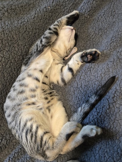 Crow (PetSmart Manhattan)