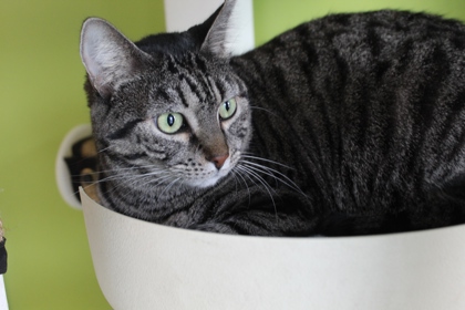 Jemima (Unfurr-getable)