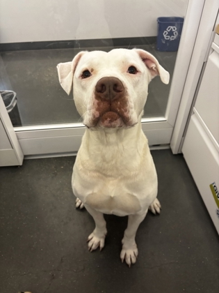 Snow (Underdog)