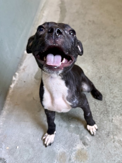 Toby Maguire (PetSmart S Claiborne)